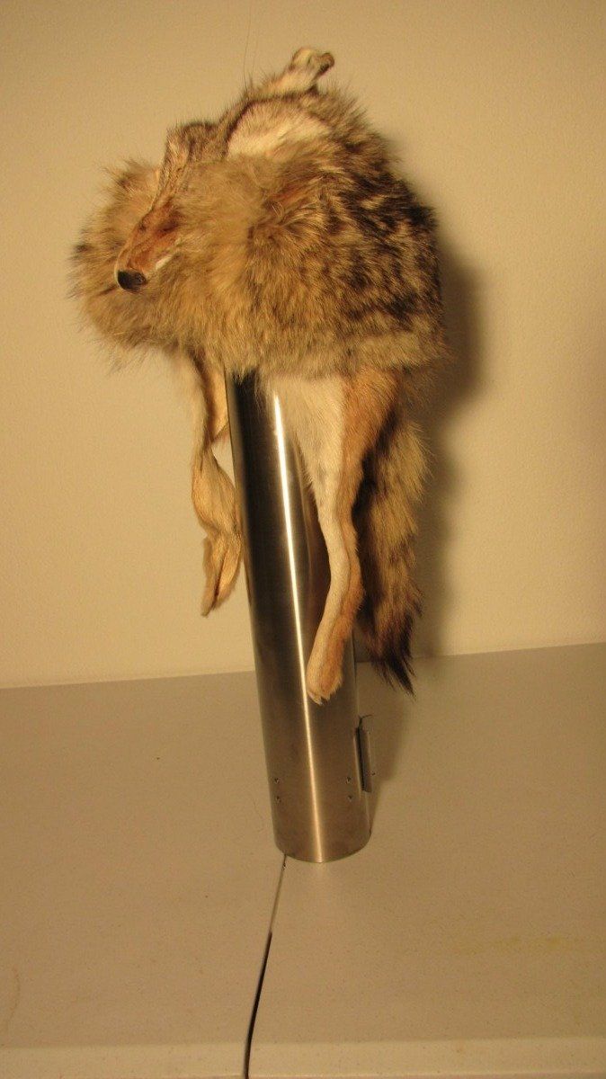 Copricapi, berretti & cappellini: Trapper Coyote Cap – Usato da Silvaplana venduto da burton016 4