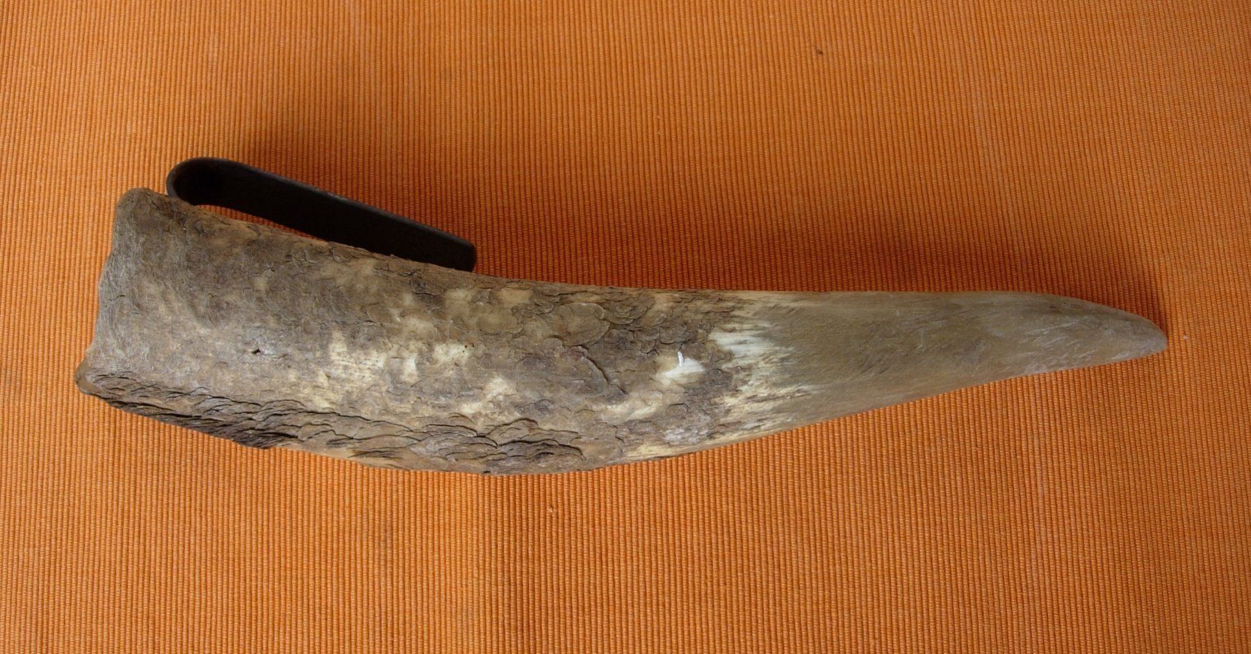 Fossili: Horn - Wettsteinfass - alt – Usato da Basel venduto da Grbina64 3