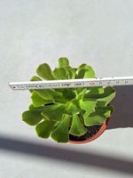 Sukkulente Aeonium arboreum