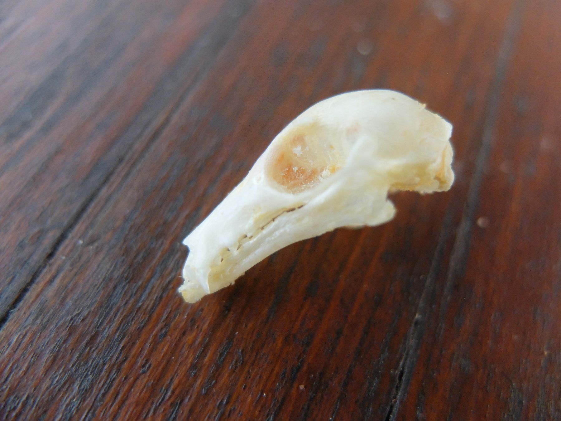 Welt der Tiere: Schädel Präparate  Flughund Fledermaus – Gebraucht aus Wallenwil von curio