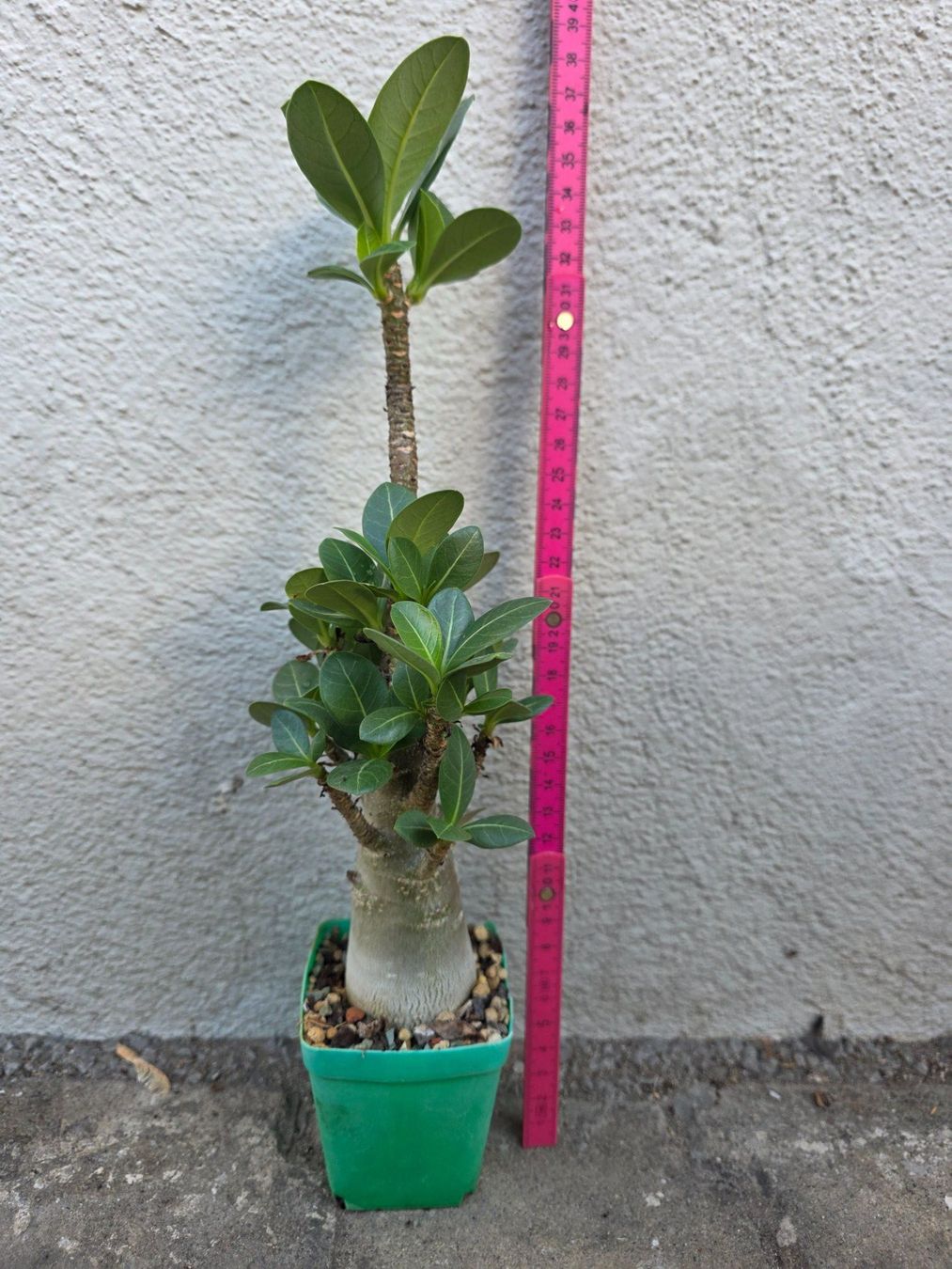 Piante & sementi: Adenium arabicum Sämling / Wüstenrose – Usato da Thalheim venduto da silvara01