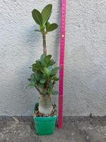 Adenium arabicum Sämling / Wüstenrose