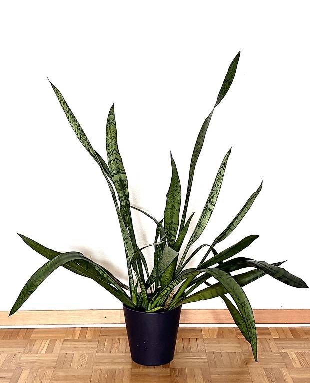 Piante & sementi: Plante verte d’intérieur – Usato da Chez-le-Bart venduto da emma.bourdieu