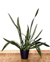 Plante verte d’intérieur