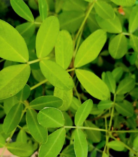 Plantes & graines: Erdnuss - "ARACHIS HYPOGAEA" Pflanze 20-30 cm. Im Topf – Neuf avec emballage d'origine à Rovio par POSITIFFARTandPLANTS 4