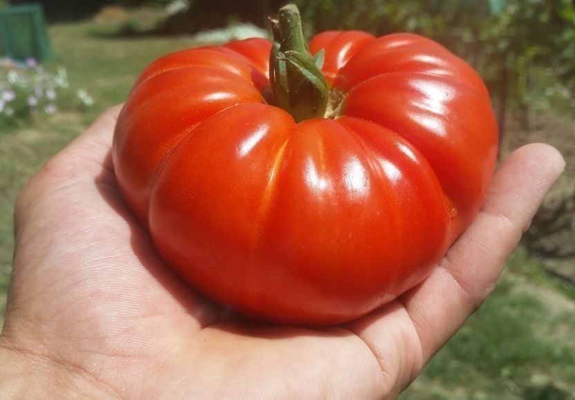 Pflanzen & Samen: 50 Samen Costoluto Fiorentino Tomate – Neu (gemäss Beschreibung) aus Ehrendingen von VerveinaSamen 1