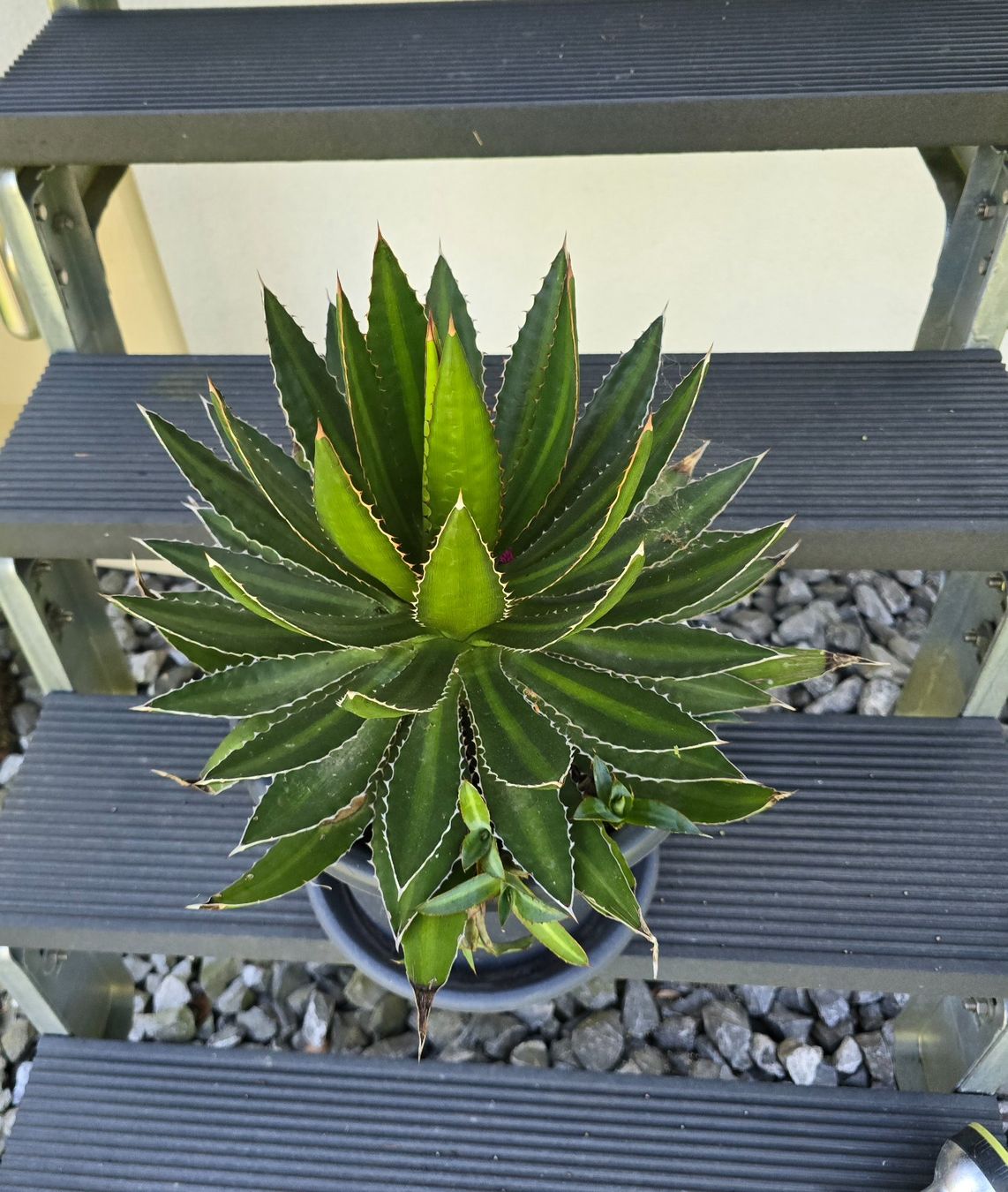 Piante & sementi: Schöne wuchtige Agave – Nuovo (secondo la descrizione) da Aarburg venduto da popkorn65 2