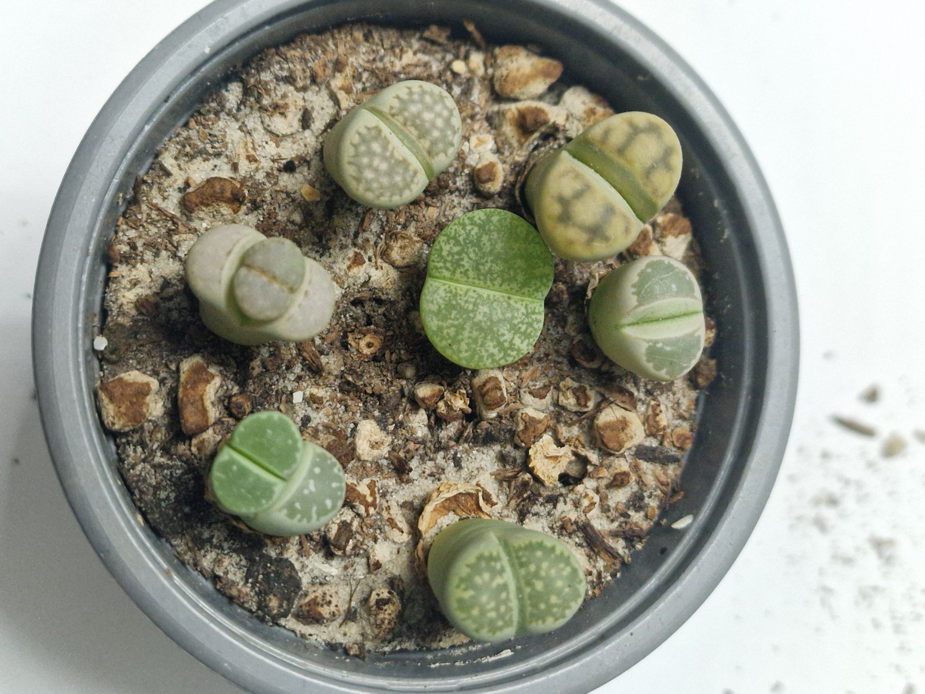 Pflanzen & Samen: Lithops Mix, Lebende Steine, 7 Stück – Gebraucht aus Uerkheim von Justi.y