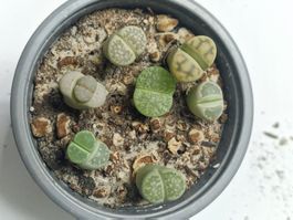 Lithops Mix, Lebende Steine, 7 Stück