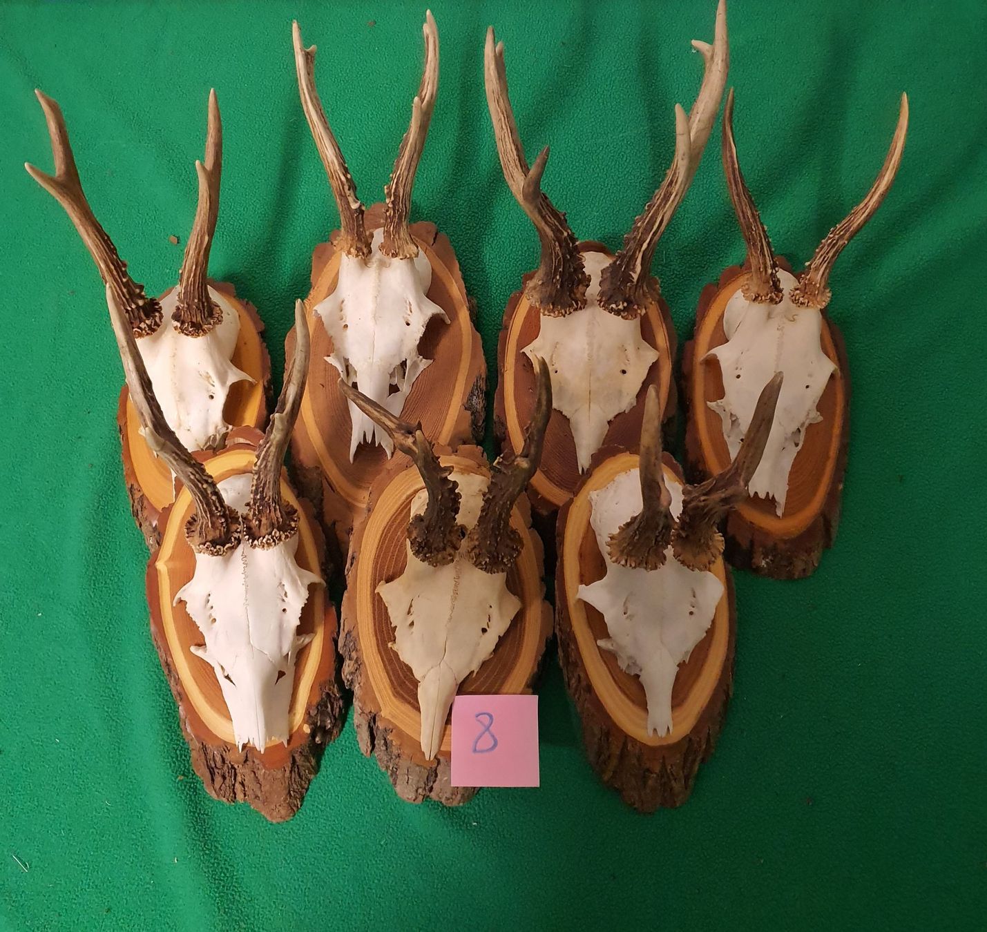 Altre raccolte & rarità: JAGD TROPHÄE 7 STÜCK SEHR  Nr 8 SCHÖN – Usato da Schönenwerd venduto da don1952