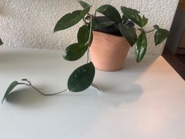 Hoya Carnosa 'Krimson Queen' Pflanze im Topf mit Flecken