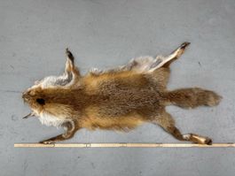 Schweizer Rotfuchs Fuchsfell „neuwertig“ NR2