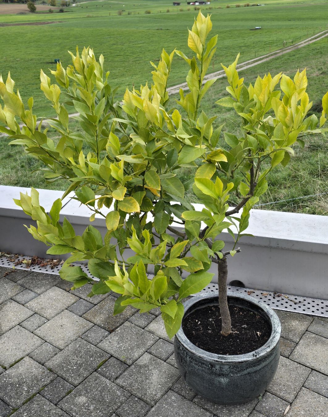 Pflanzen & Samen: Zitronenbaum im Keramiktopf mit einer Zitrone !!!!! – Gebraucht aus Walkringen von Vanuca 1