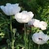 Coquelicot géant blanc  2 PLANTS PAVOT D'ORIENT