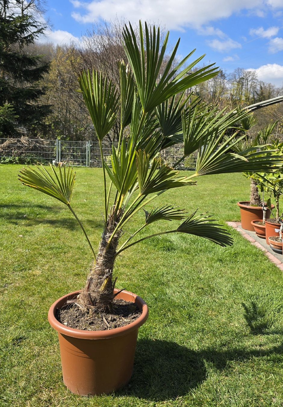 Plantes & graines: Robuste Palme – D'occasion à Aarburg par popkorn65 4
