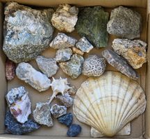 Mineralien, Korallen-Fossil & Muscheln