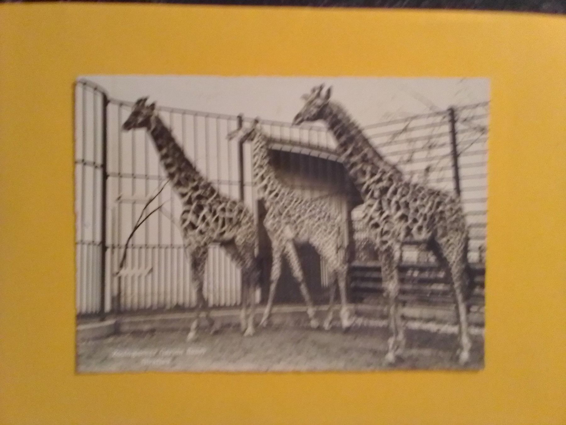 Cartoline postali: Zoo Basel s/w Karte Giraffen – Usato da Küttigen venduto da Melisch1000