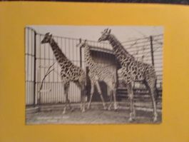 Zoo Basel s/w Karte Giraffen