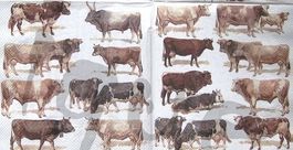 Serviette cows (t291) 2Stk.