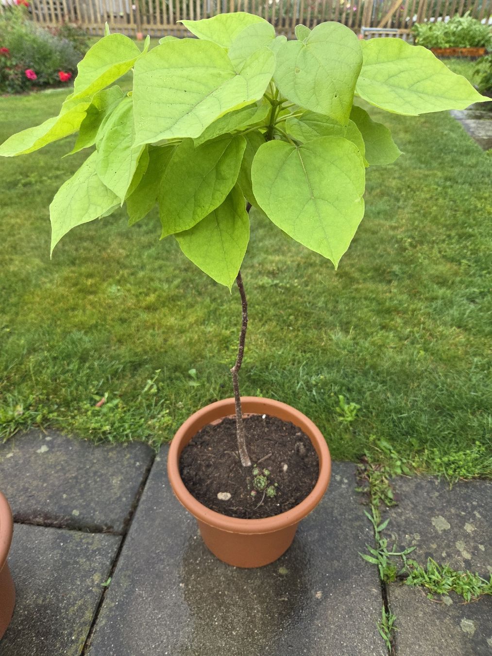 Piante & sementi: Trompeten Baum / Catalpa bignonioides – Nuovo (secondo la descrizione) da Belp venduto da Der_Belper 1