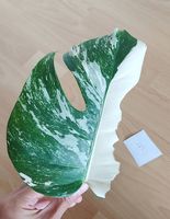 Monstera Deliciosa Albo Variegata 5.