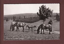 Au Pâturage des FRANCHES MONTAGNES - Chevaux - 1955