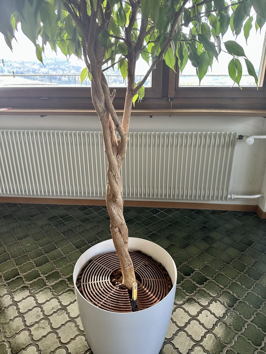 Piante & sementi: XL Ficus Benjamini Baum – Usato da Winterthur venduto da pompowerpuff 2