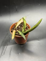 Hoya Wayetii Tricolor (1-5)