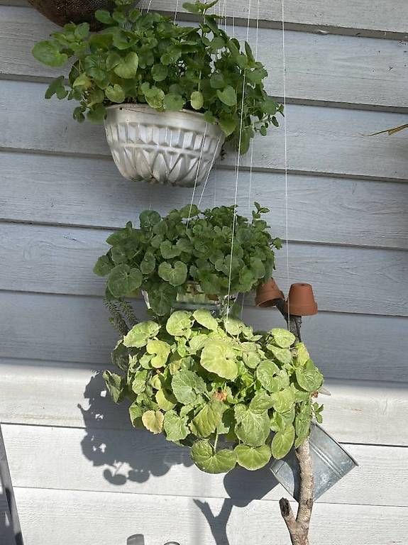 Piante & sementi: Campanula in der Gugelhupfform – Usato da Frauenfeld venduto da Irene.Schuppli 3