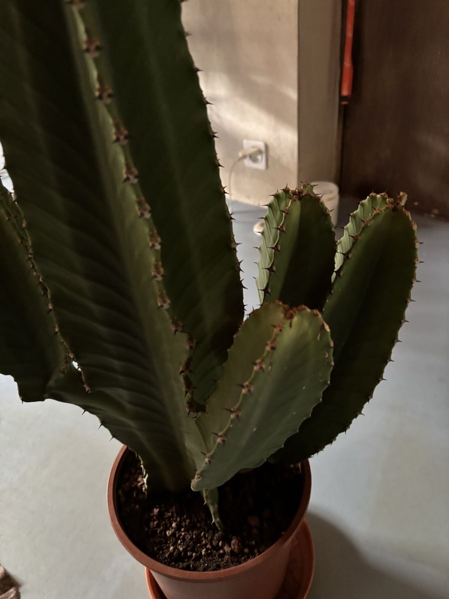 Plantes & graines: Cactus in vaso, pianta da interno cm 55 – D'occasion à Muzzano par mhf_zrj6 2