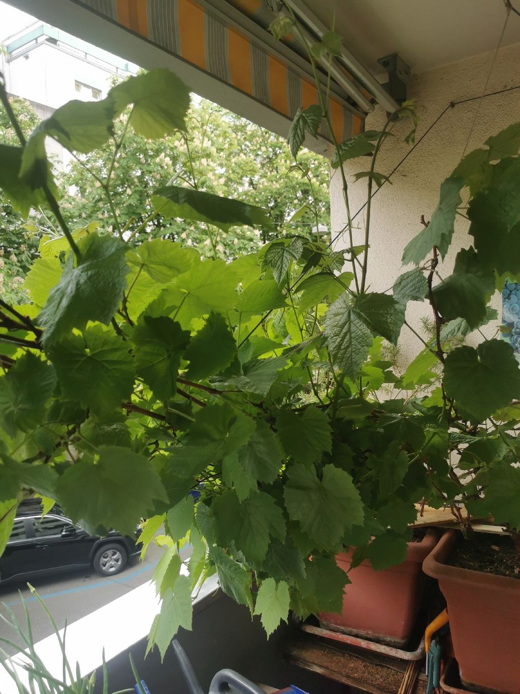 Piante & sementi: Weinstock kernlos – Usato da Basel venduto da saurer77