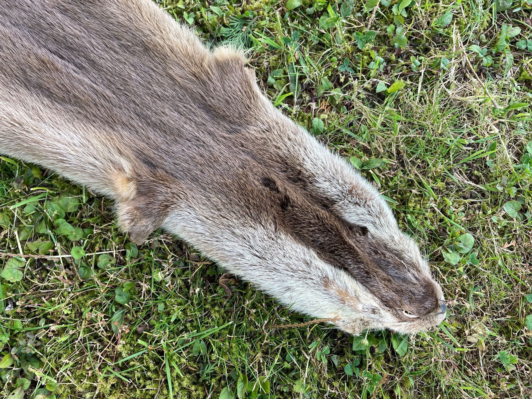 Il mondo degli animali: wunderschönes Fischotterfell – Usato da Feldbach venduto da Olive1 1
