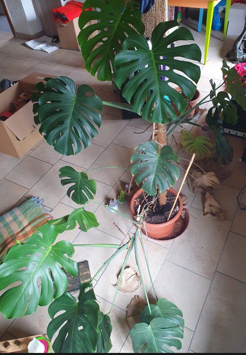 Pflanzen & Samen: Monstera – Gebraucht aus Nidau von jul_6tpv 2