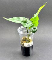 🌿 Alocasia ‘Simpo’ Albo Variegata #1