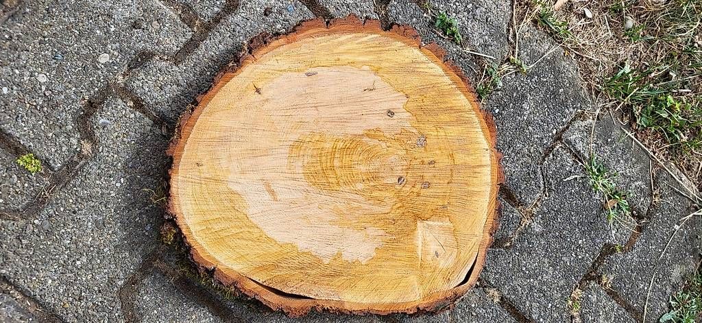 Articles en bois: Holzscheibe – D'occasion à Duggingen par lot-of-fun