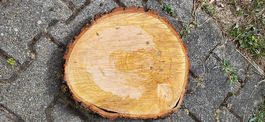 Holzscheibe