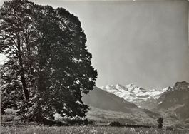 Albert Steiner, St. Moritz - Linde von Aeschi, Blümisalp
