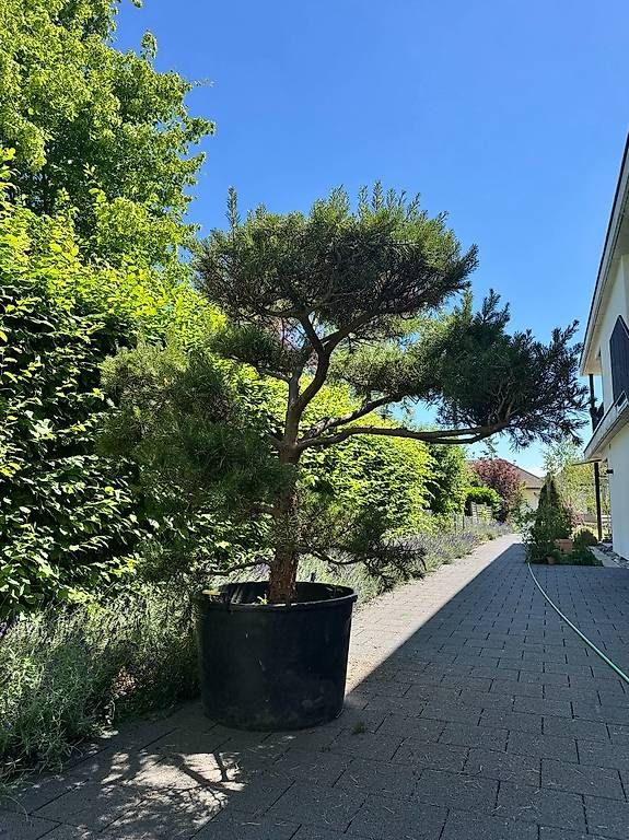 Pflanzen & Samen: formgeschnittene Föhre - Garten-Bonsai – Gebraucht aus Trimbach von mdc70 3