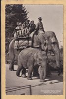 Zoologischer Garten - Zürich - Elefant - 1940