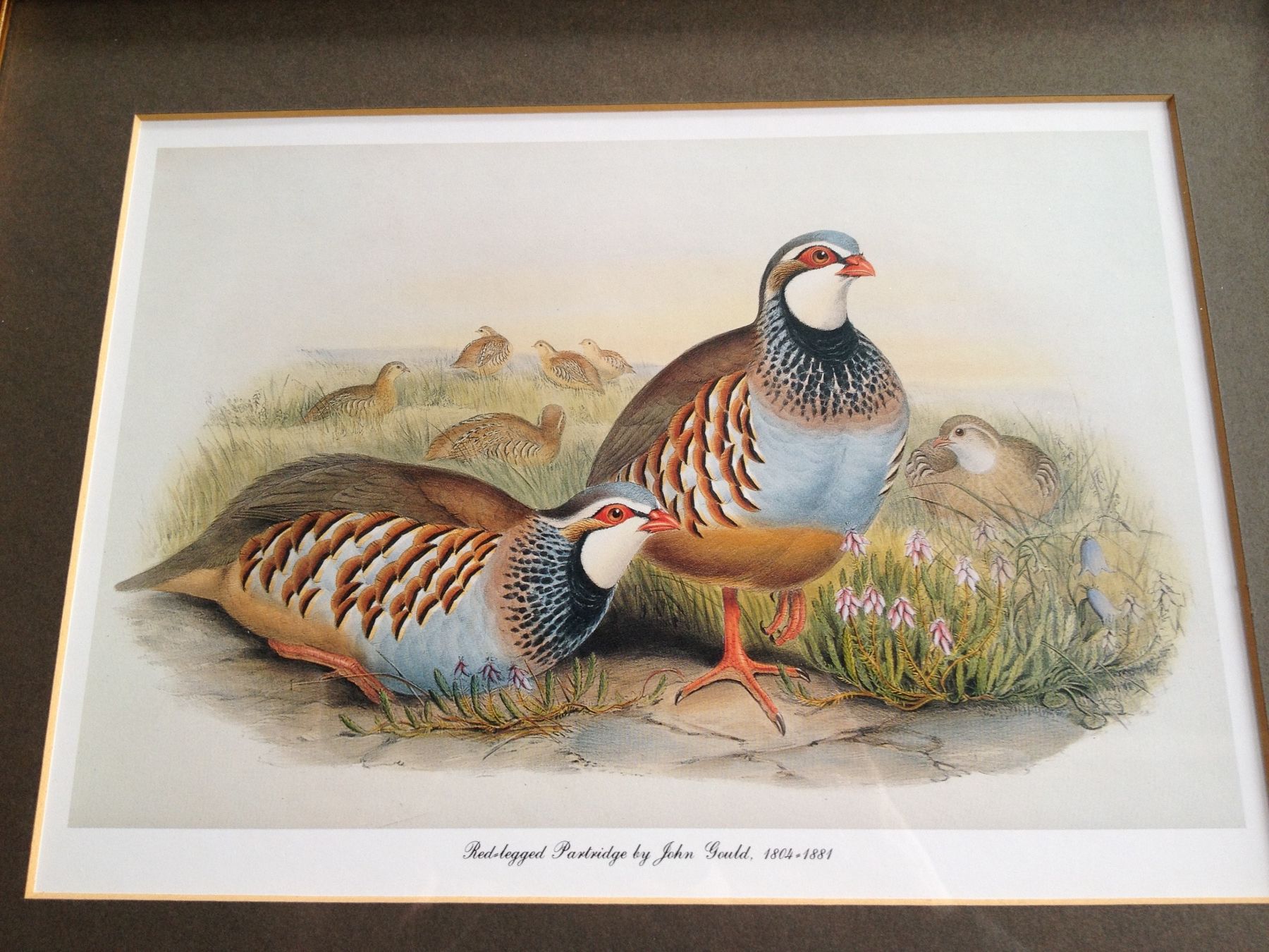 Foto & Immagini: Schönes Bild John Gould - 🦚 – Usato da Erlenbach ZH venduto da Ritschly 4