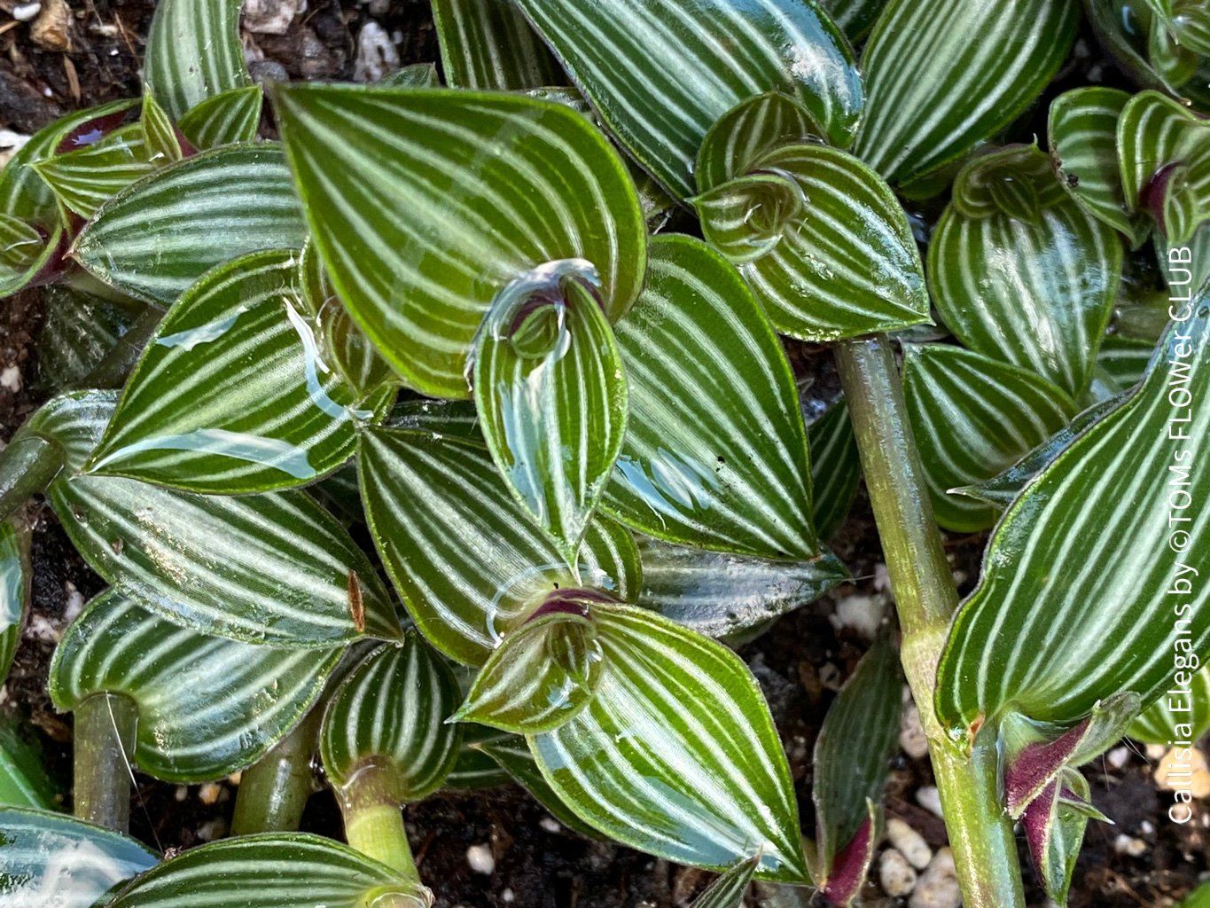 Pflanzen & Samen: Callisia Elegans verzaubert Dich mit ihren Blättern – Neu und originalverpackt aus Adliswil von astom369