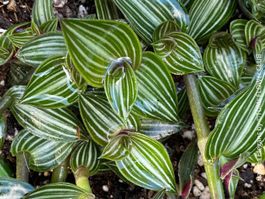 Callisia Elegans verzaubert Dich mit ihren Blättern
