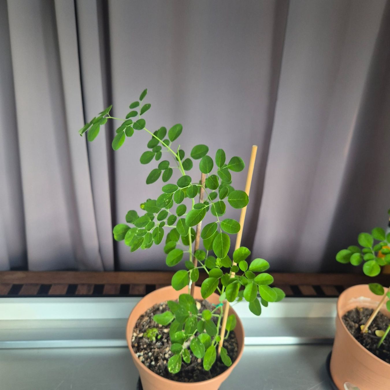 Plantes & graines: Moringa oleifera Jungbäume - Schweiz – Neuf avec emballage d'origine à Luzern par ivo_schild 1