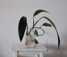 Epipremnum Amplissimum | bewurzelte Pflanze