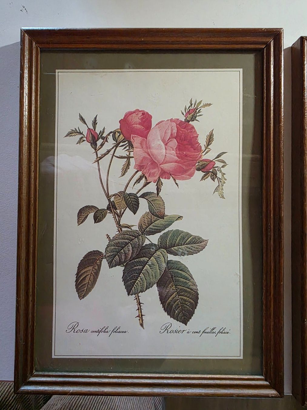 Poster & Bilder: 2 schöne Blumen Bilder Rosen – Gebraucht aus Walterswil BE von Lonitti 1