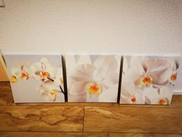Dreierkombi Orchideen-Bilder