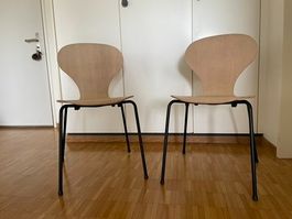 Zwei moderne Formholzstühle mit schwarzen Metallbeinen