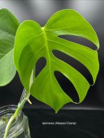 Monstera deliciosa var. sierrana (Hawaii Clone)