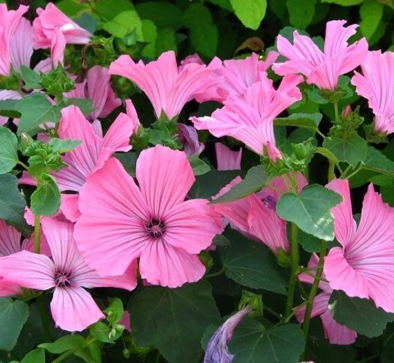 Pflanzen & Samen: 25 Samen Bechermalve  “SILVER CUP” – Neu und originalverpackt aus Rovio von POSITIFFARTandPLANTS 3
