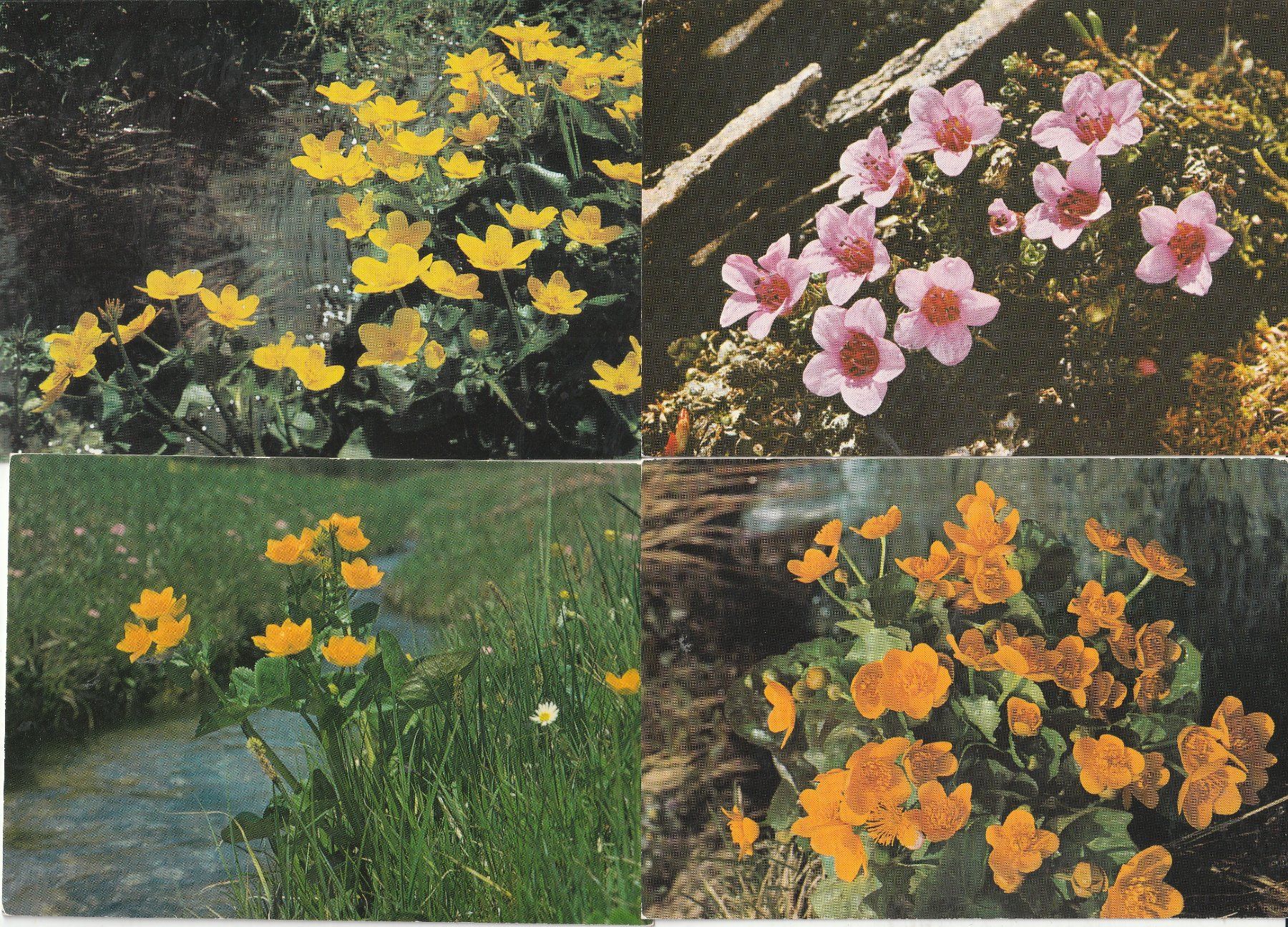 Cartoline postali: 40  Blummenkarten – Usato da Lumbrein venduto da made02 6